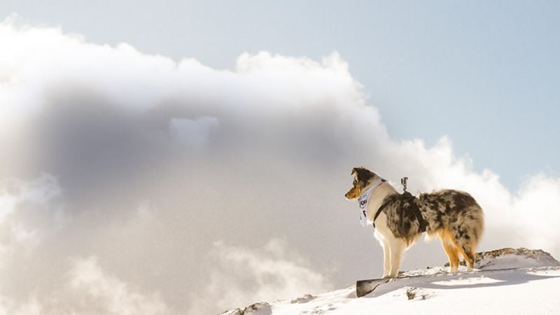 Dog standing on snow covered mountain.